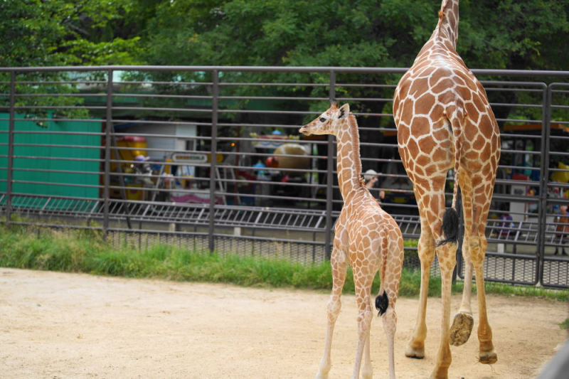 姫路市立動物園のアミメキリンの赤ちゃんに会ってきました [画像]