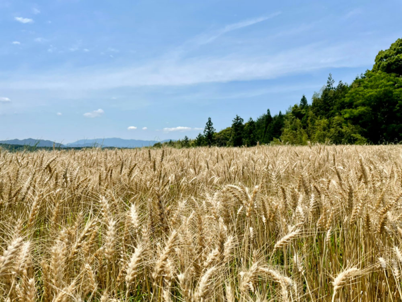 使用する麦は山口県岩国市で代表自ら育てた麦を福岡県「大陽製粉」にて製粉。