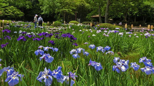 神戸市立須磨離宮公園『花しょうぶ観賞会』