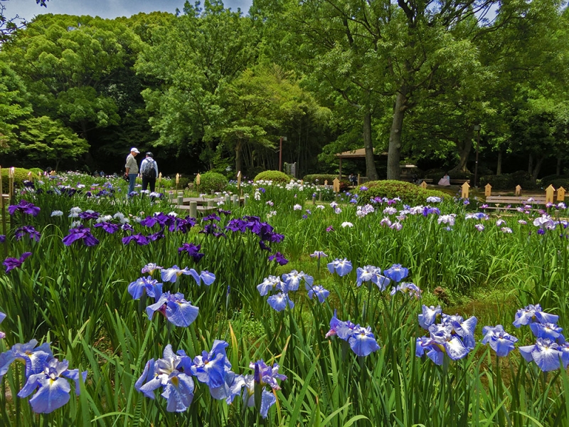 神戸市立須磨離宮公園『花しょうぶ観賞会』 [画像]