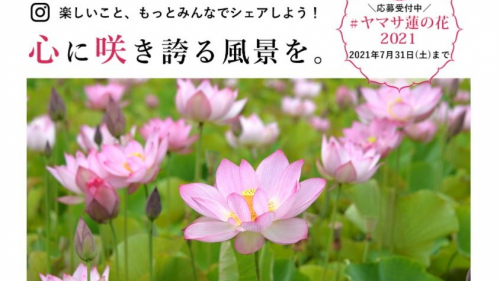 ヤマサ蒲鉾「蓮の花苑」公開　姫路市