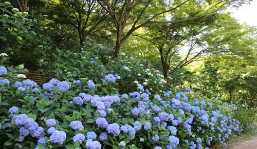 神戸市立森林植物園『森の中のあじさい散策』神戸市北区