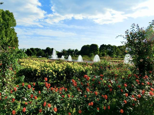 神戸市立須磨離宮公園「初夏のバラ観賞会」神戸市須磨区 [画像]