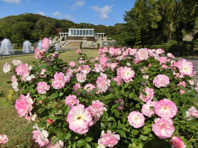 神戸市立須磨離宮公園「初夏のバラ観賞会」神戸市須磨区 [画像]