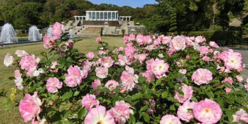 神戸市立須磨離宮公園「初夏のバラ観賞会」神戸市須磨区