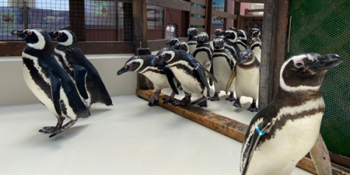 神戸市立須磨海浜水族園「ペンギン教室」