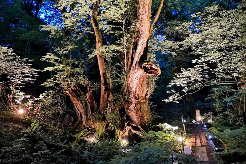 たじま高原植物園「カツラの巨木」ライトアップ [画像]