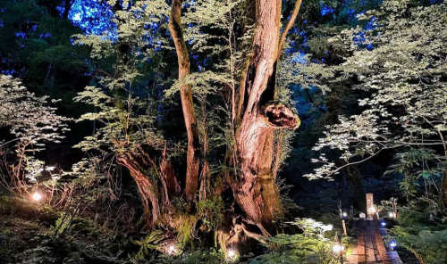 たじま高原植物園「カツラの巨木」ライトアップ