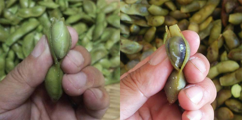 左：10月初旬、右：10月中旬の枝豆