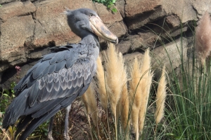 ハシビロコウ　雄のアサラト（＝神戸どうぶつ王国）