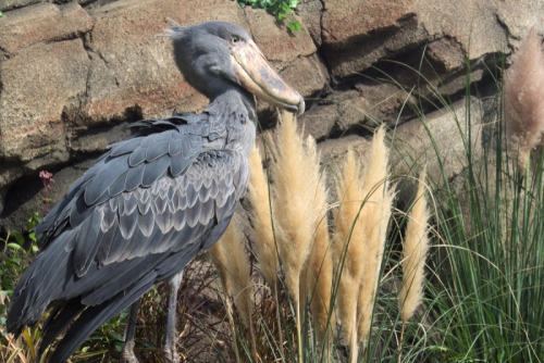 関西初上陸の怪鳥「ハシビロコウを知ろう！」　神戸市中央区