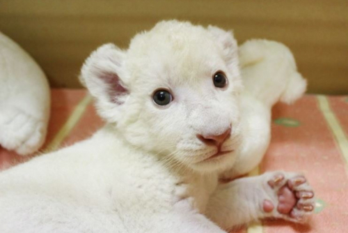 姫路セントラルパーク　ホワイトライオンの赤ちゃん誕生