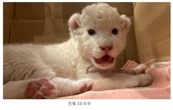 姫路セントラルパーク　ホワイトライオンの赤ちゃん誕生 [画像]