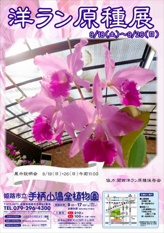 手柄山温室植物園「洋ラン原種展」姫路市 [画像]