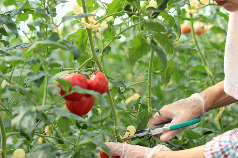 自社農園産トマトの収穫