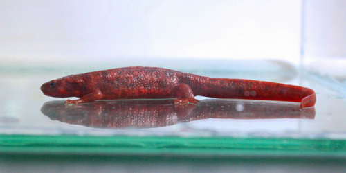 須磨海浜水族園　スマスイ初展示の「全身真っ赤なアカハライモリ」