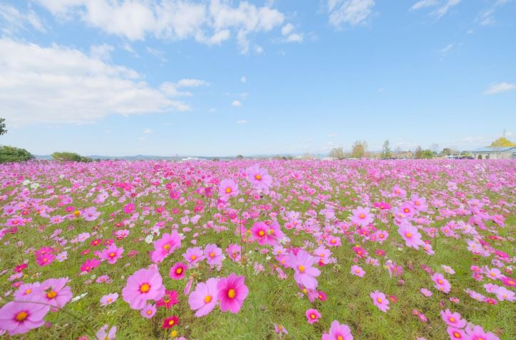 380万本のコスモスが咲き誇る「ひまわりの丘公園」小野市 [画像]