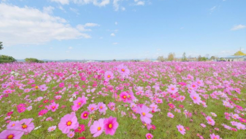 380万本のコスモスが咲き誇る「ひまわりの丘公園」小野市