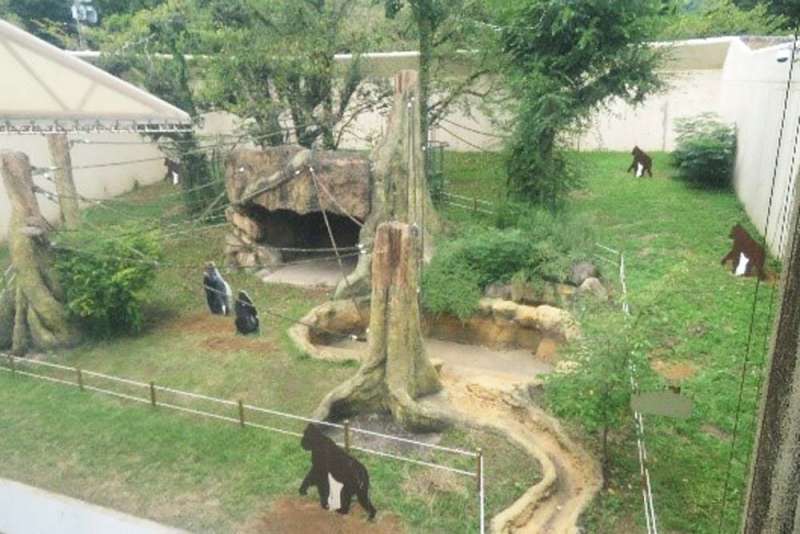 神戸市立王子動物園　ゴリラ舎の屋外展示場を開放した企画展 [画像]