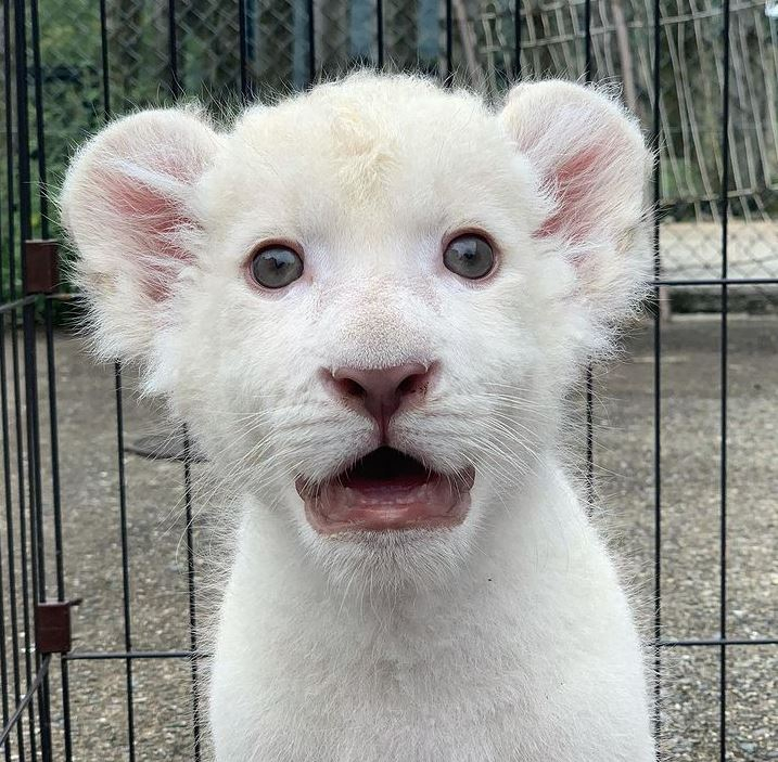 姫センでホワイトライオン赤ちゃん一般公開「肉球タッチ」始まっています [画像]