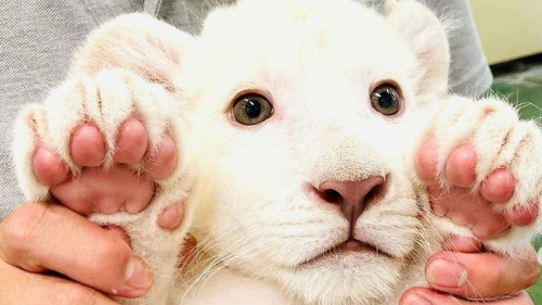 姫センでホワイトライオン赤ちゃん一般公開「肉球タッチ」始まっています