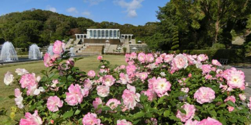 「秋バラの咲き誇る須磨離宮公園と神戸迎賓館この日限りの特別ランチ」