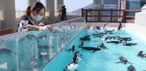 須磨海浜水族園「ペンギンの餌やり体験」などハロウィン限定イベント