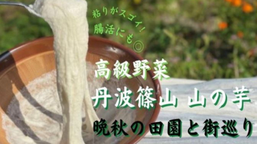 『丹波篠山 山の芋』オンラインツアー参加者募集