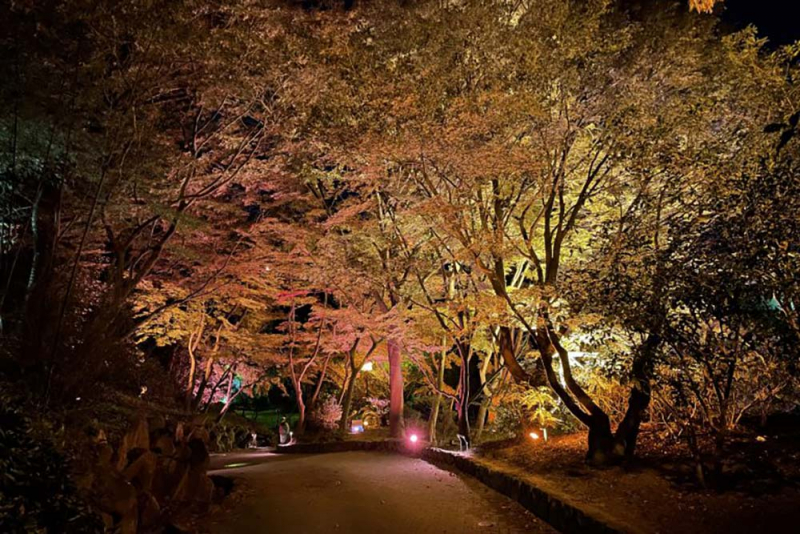 神戸市立須磨離宮公園　土日祝限定「もみじのライトアップ」 [画像]