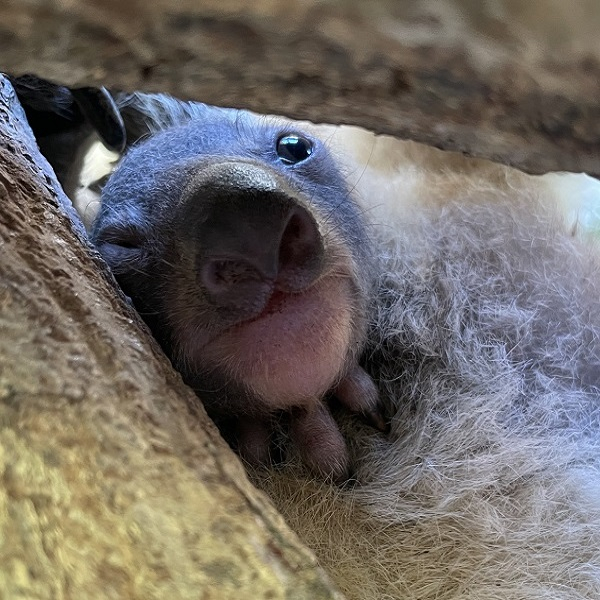 神戸市立王子動物園　コアラの赤ちゃん母親の袋の中で成長中 [画像]