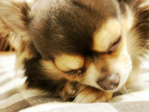 パピヨン、チワワなど小型犬限定「日曜譲渡会」　姫路市