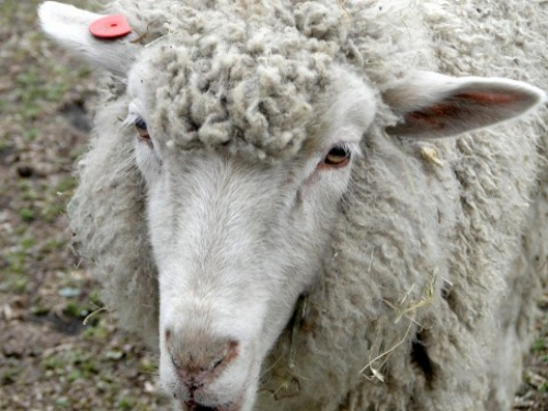姫路市立動物園で羊の手づくり教室実施　姫路市