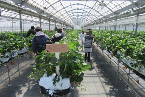 兵庫楽農生活センター・芦田農園「いちご収穫体験」神戸市西区