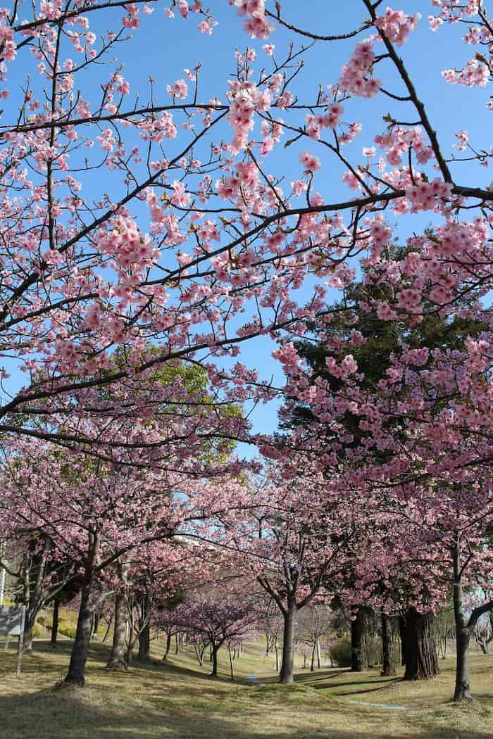 淡路島国営明石海峡公園『早咲き桜まつり』淡路市 [画像]