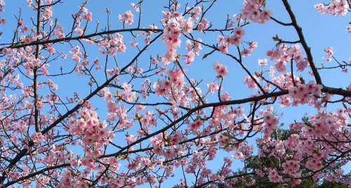 淡路島国営明石海峡公園『早咲き桜まつり』淡路市