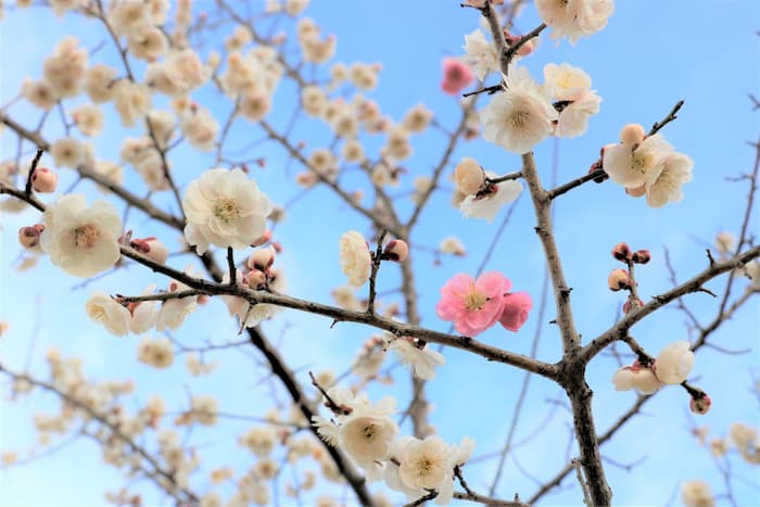 神戸市立森林植物園『春来祭』神戸市北区 [画像]