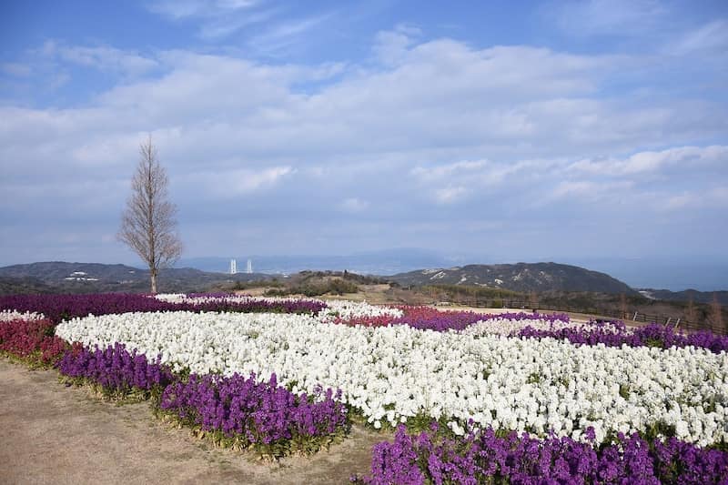 2022年2月初旬撮影　©︎あわじ花さじき