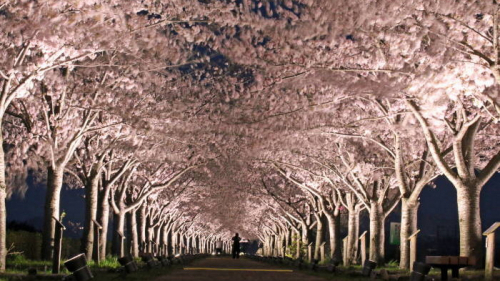 おの桜づつみ回廊で3年ぶりにライトアップ　小野市