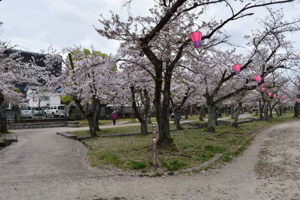 西武庫公園『桜まつり2022』尼崎市 [画像]