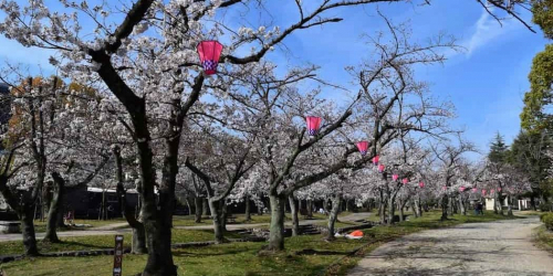 西武庫公園『桜まつり2022』尼崎市