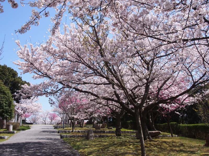 展望広場では様々な種類の桜が見られます