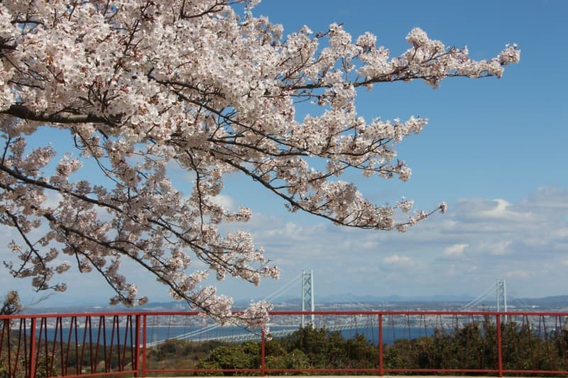 桜の花の下から明石海峡大橋を望む