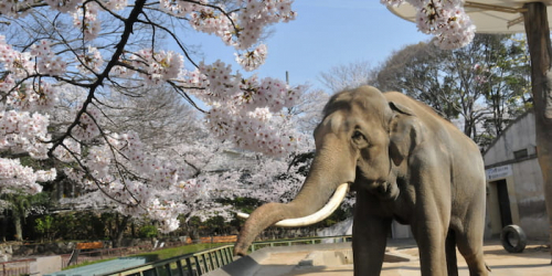神戸市立王子動物園「開園記念日」は入園料無料に 神戸市灘区