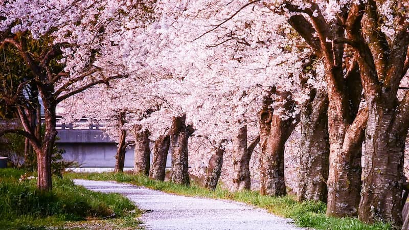 桜の名所・篠山城跡