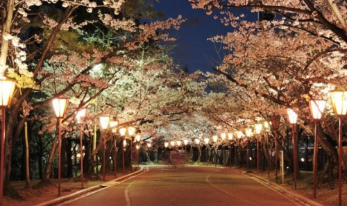 夜桜の名所・日岡山公園でぼんぼりライトアップ　加古川市