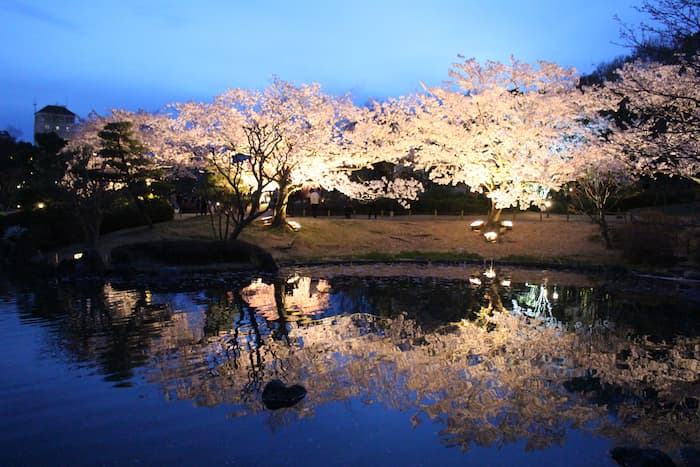 しあわせの村日本庭園『桜のライトアップ』神戸市北区 [画像]