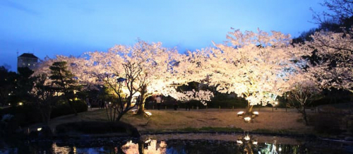 しあわせの村日本庭園『桜のライトアップ』神戸市北区