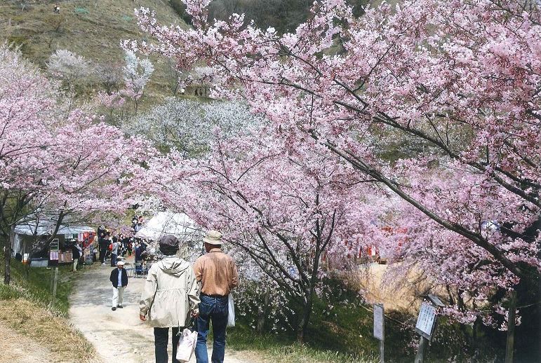 かみかわ桜の山 桜華園「さくらまつり」神崎郡神河町 [画像]
