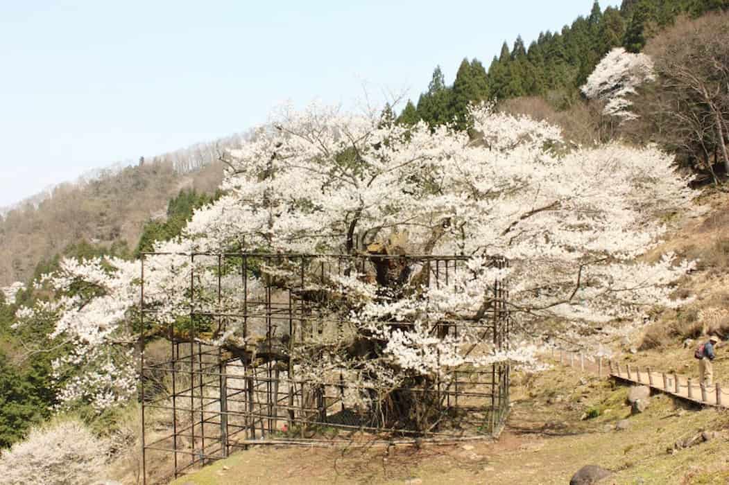 樹齢1000年を超える樽見の大桜
画像提供：やぶ市観光協会