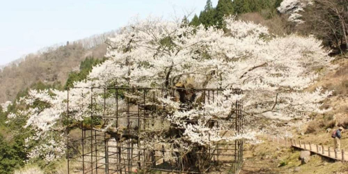 兵庫県下で最大のエドヒガンザクラ『樽見の大桜』養父市